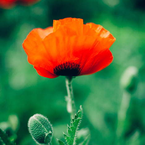 Britain's Best Flower Show