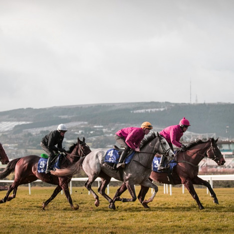 Cheltenham Races